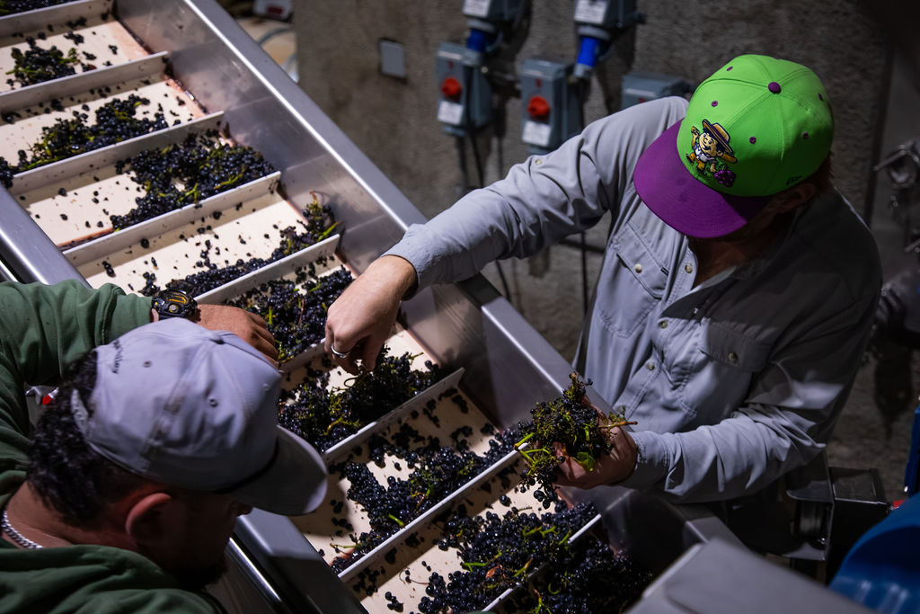 Pinot Noir clusters at the sorting table during 2026 harvest