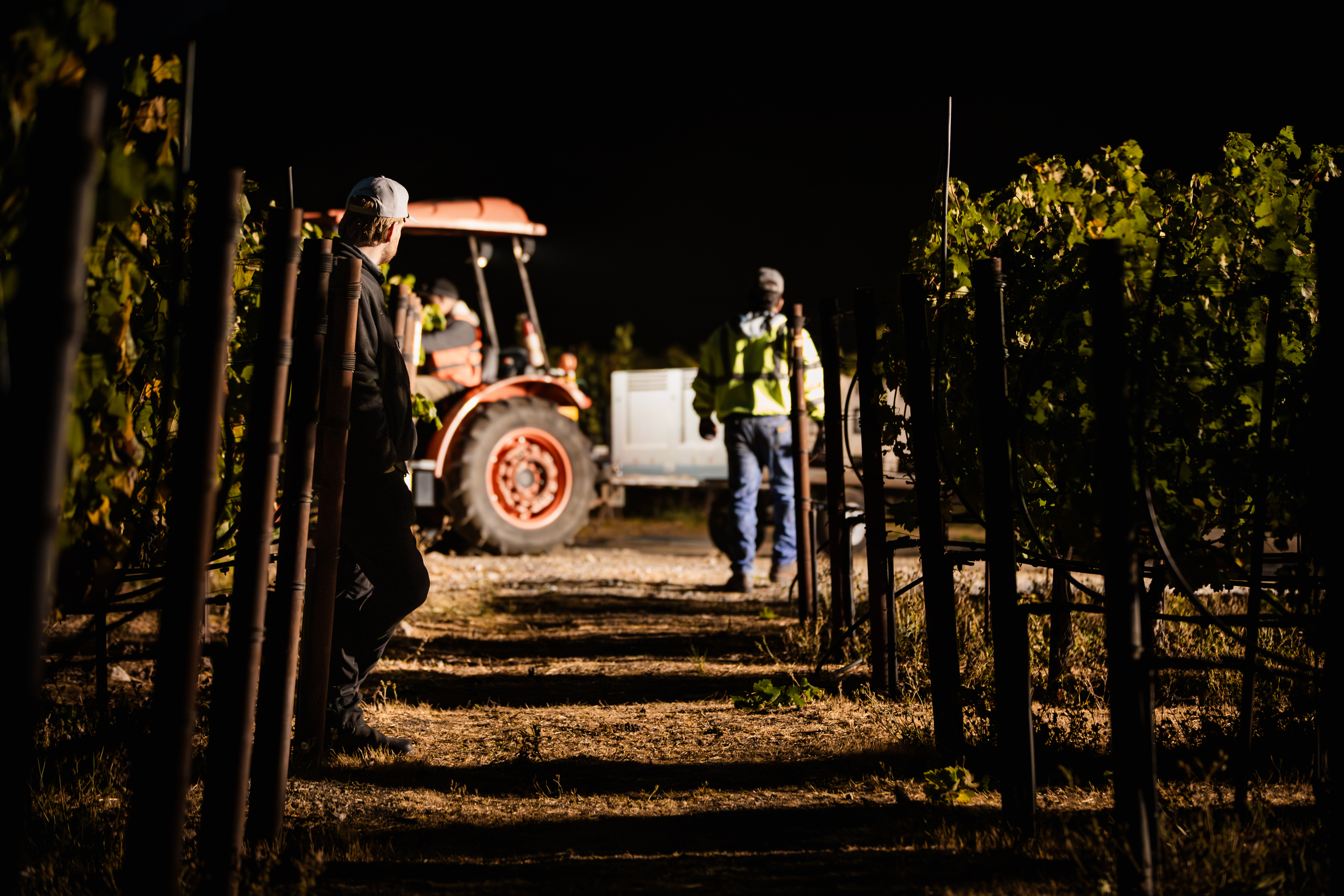 Bins of cold Pinot Noir arriving at the winery in the early light