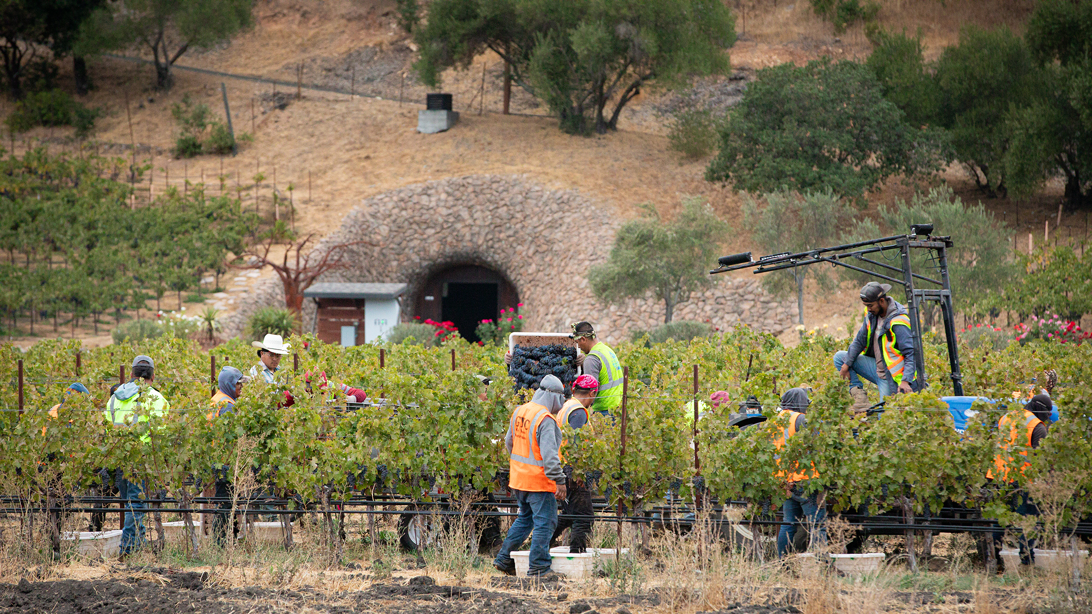 Tasting fruit in the vineyard to make the pick call