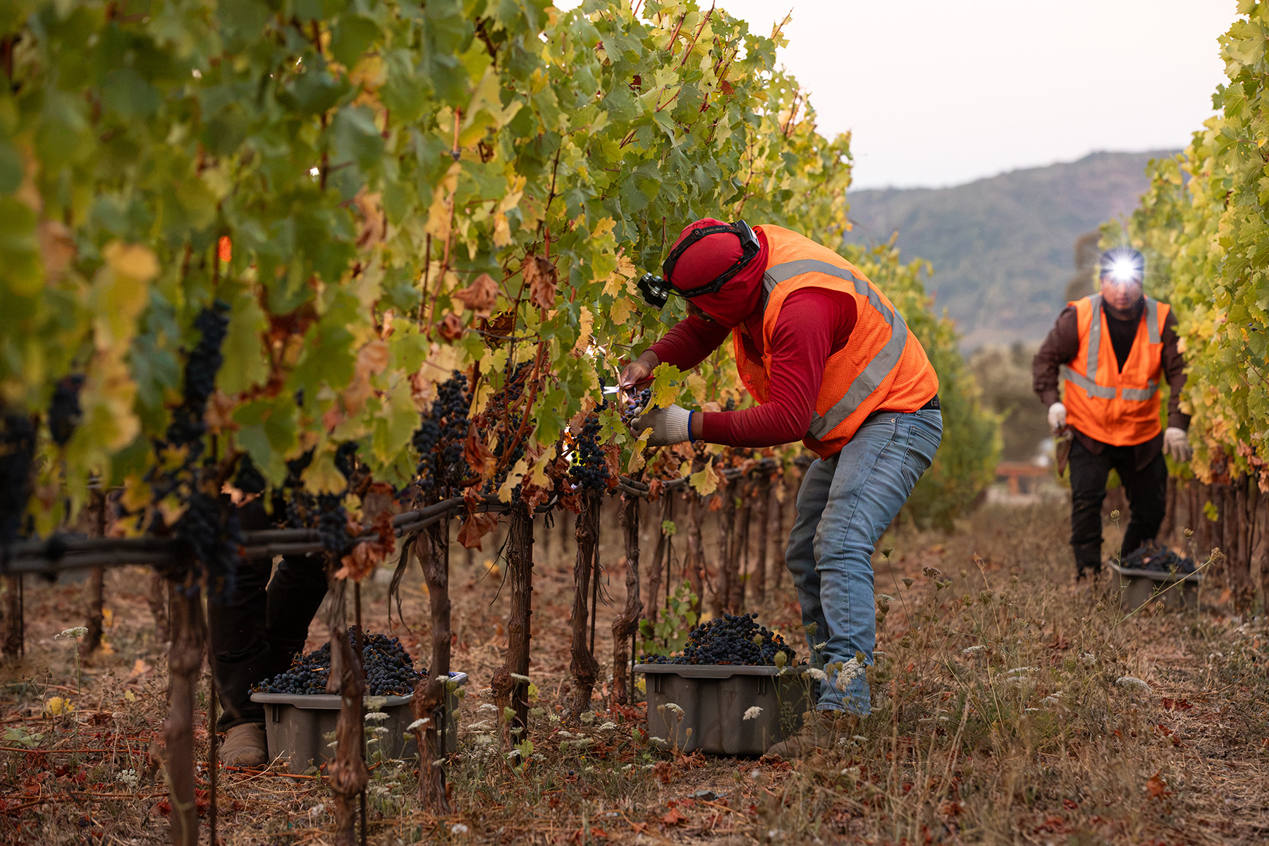 Harvest crew picking Cabernet by headlamp before dawn on the Stags Leap District estate