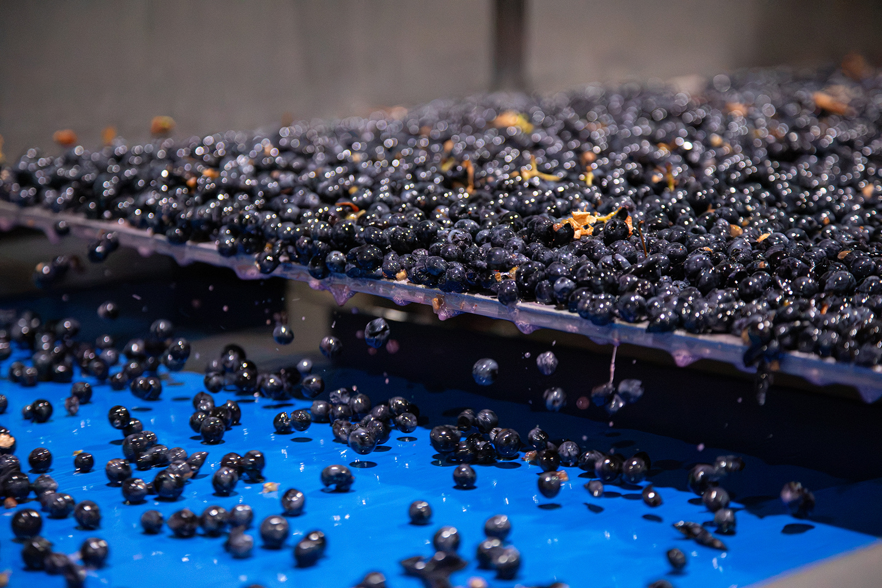 Cabernet berries falling from the sorting table